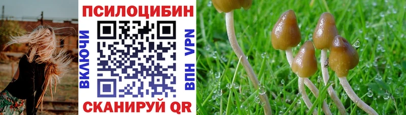 Псилоцибиновые грибы Psilocybe  Купить  Куровское 
